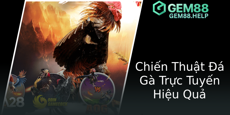 Chiến Thuật Đá Gà Trực Tuyến Hiệu Quả Chiến Thuật Đá Gà Trực Tuyến Hiệu Quả