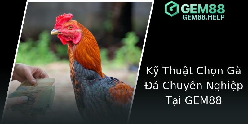 Kỹ Thuật Chọn Gà Đá Chuyên Nghiệp Tại GEM88 Kỹ Thuật Chọn Gà Đá Chuyên Nghiệp Tại GEM88
